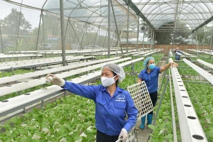 Hợp tác xã nông nghiệp Hà Nội: Chuyển mình để dẫn dắt chuỗi giá trị - Báo Hà Nội Mới