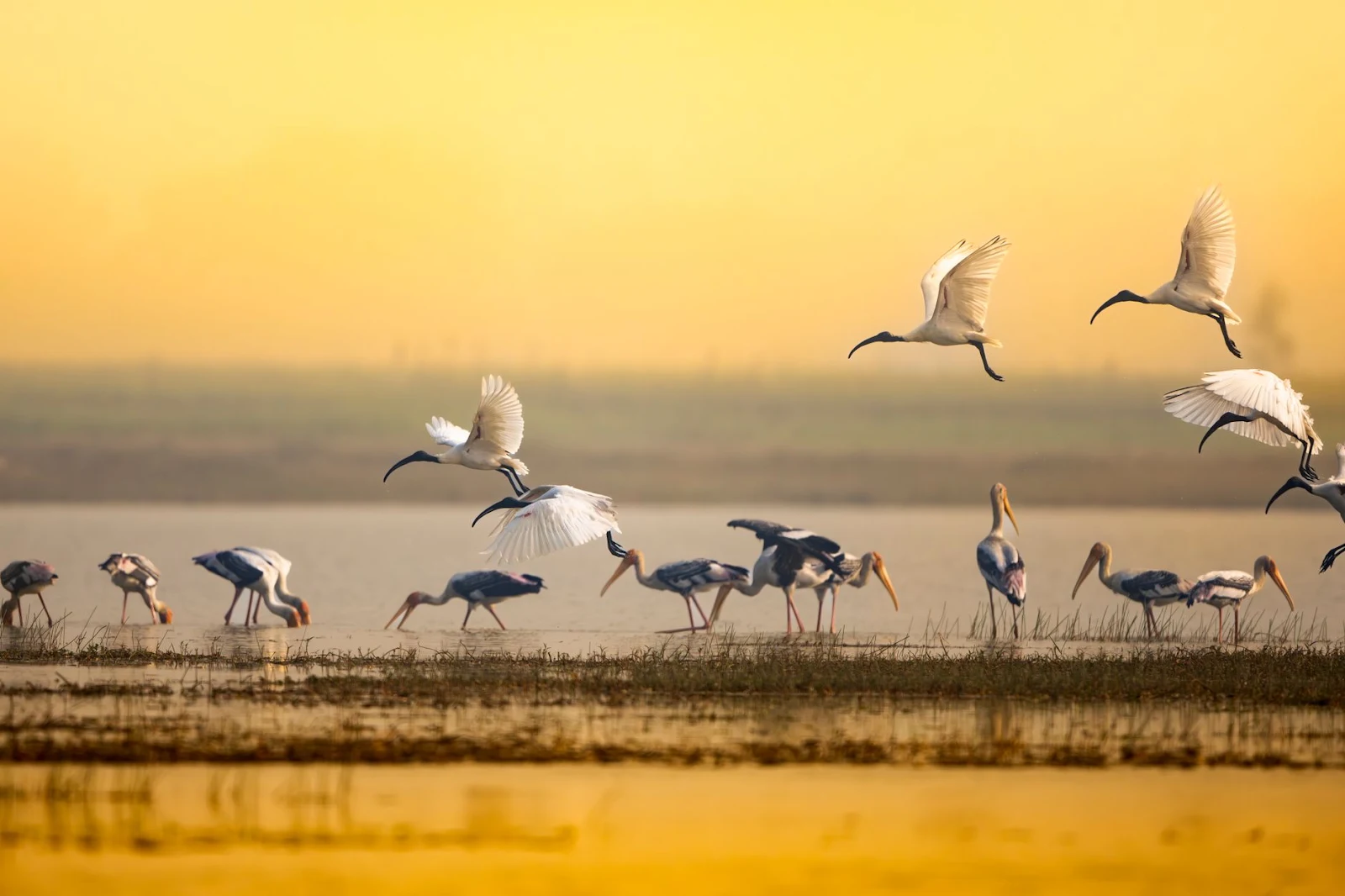 Bakhira Bird Sanctuary (Bakhira Tal)