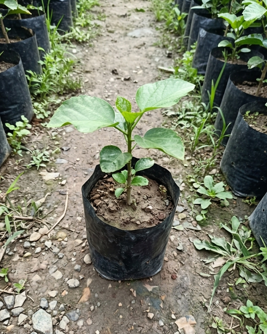 Hibiscus Night Runner — view 2
