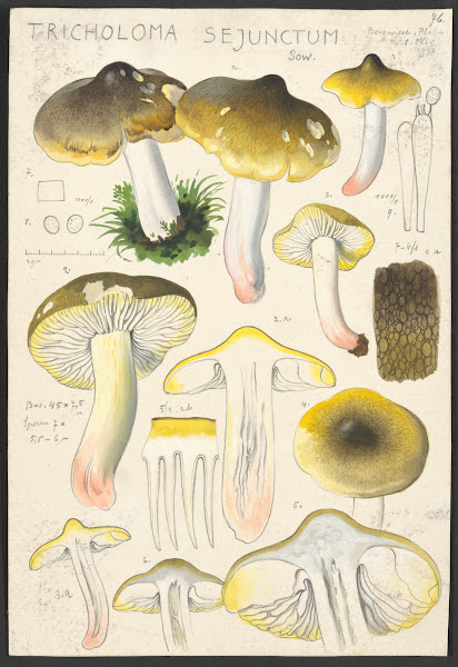 Tricholoma sejunctum Sow 1915 1945
