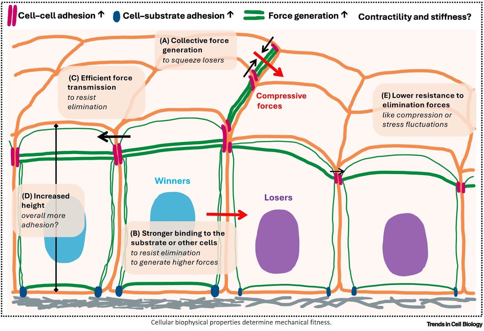 Mechanics of cell competition and elimination