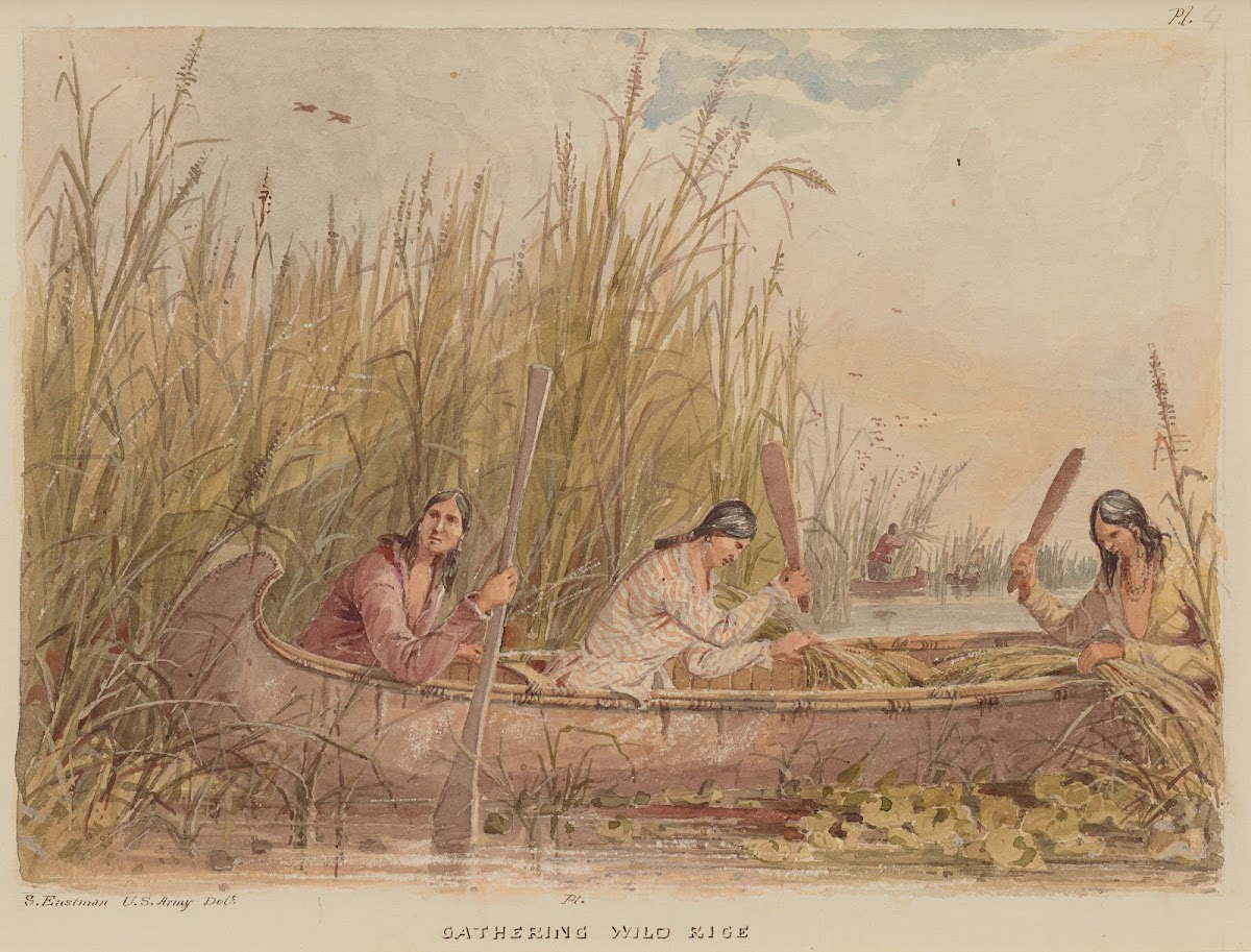 Gathering Wild Rice 184955