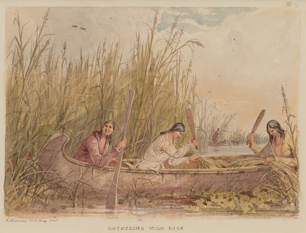 Gathering Wild Rice 184955