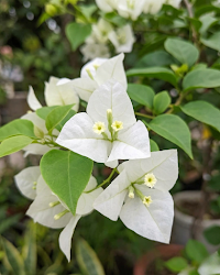 Imported Subhra Bougainvillea Plant