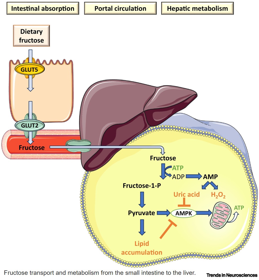 From maternal metabolism to offspring brain: how high-fructose diets shape neurodevelopment