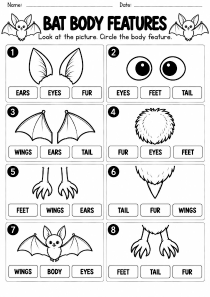 Bat Body Features Worksheet