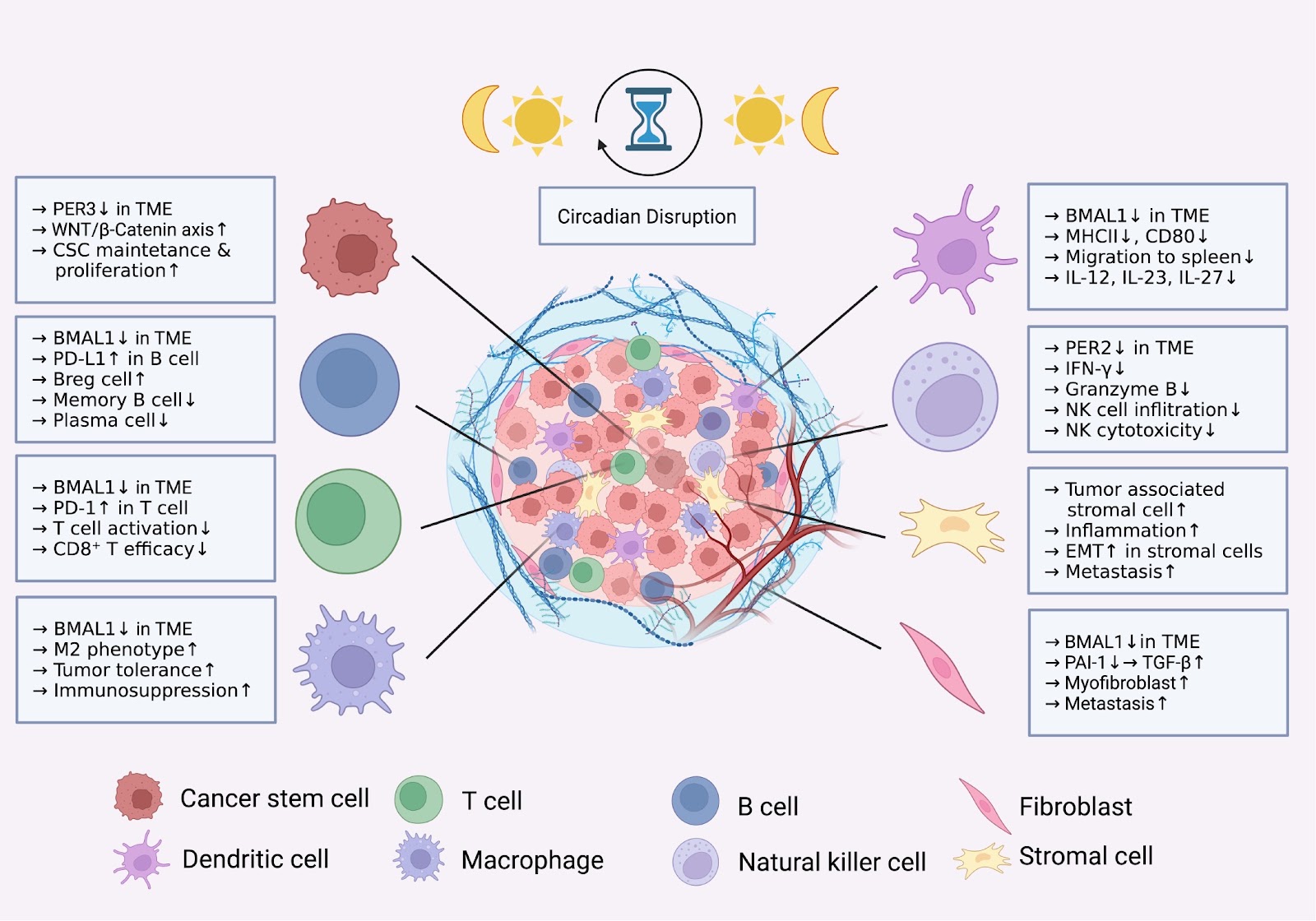 Circadian rhythm in immunotherapy and cellular therapy: impacts on the tumor microenvironment