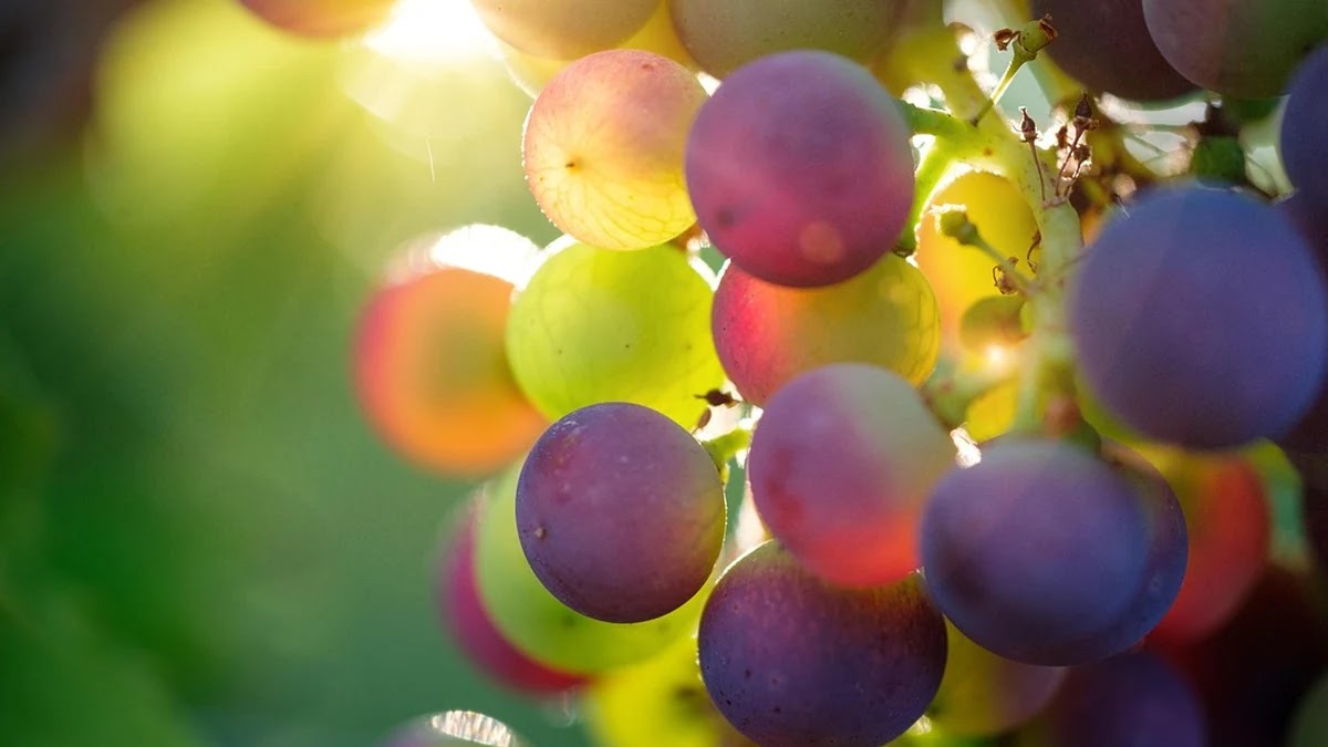 비타민D 부족 기준과 일상에서 쉽게 채우는 방법