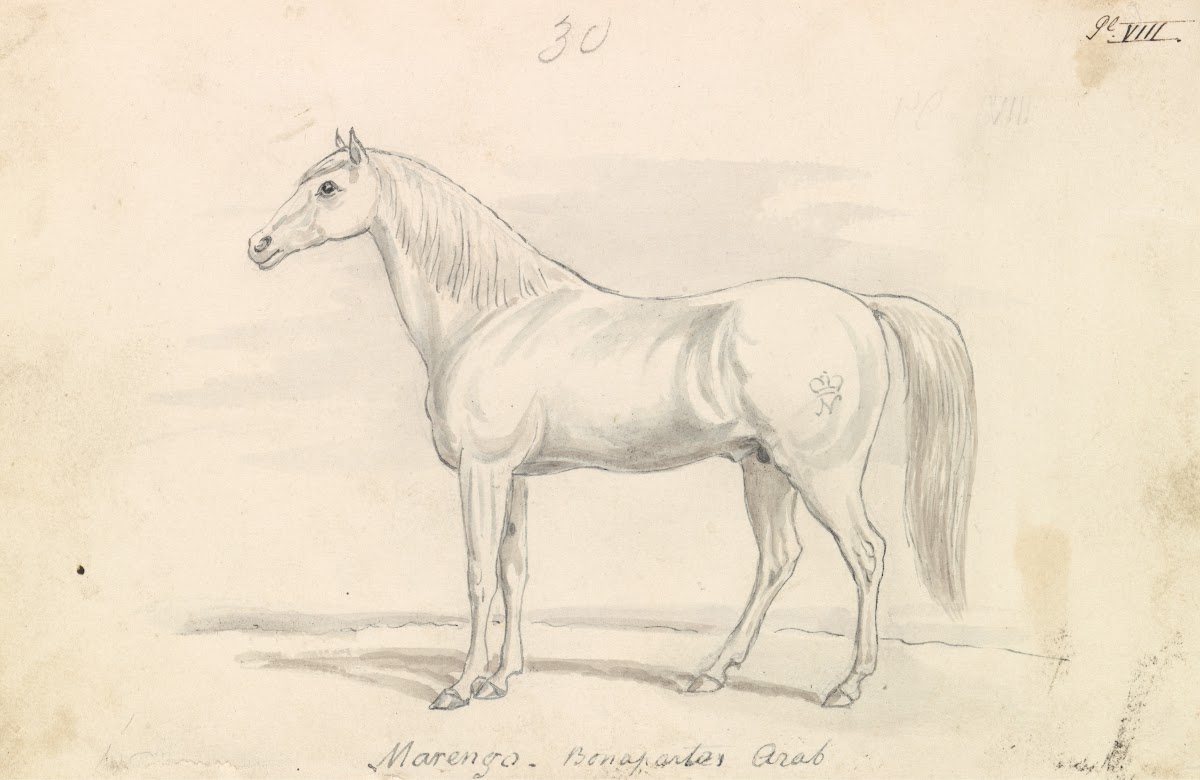 Marengo Bonapartes Arab 1837