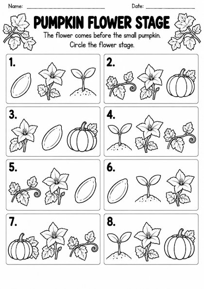 Pumpkin Flower Stage Worksheet