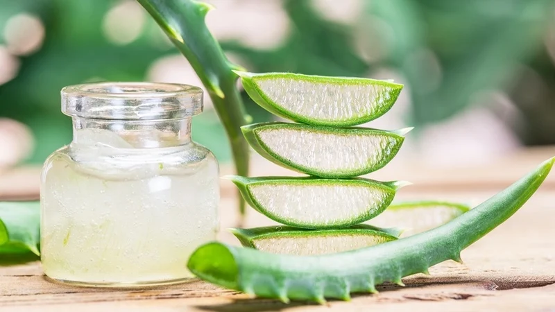 Nhiều người cho rằng ăn nha đam cả vỏ sẽ giữ được vitamin nhưng đây là quan niệm hoàn toàn sai