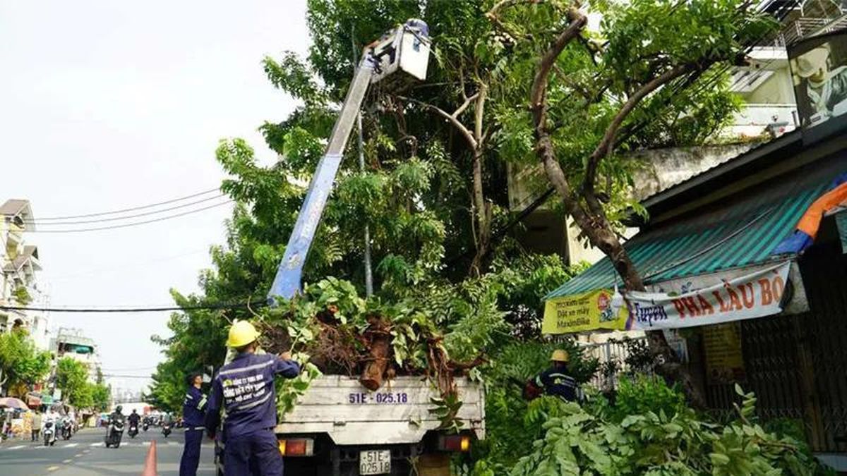 Hà Nội cắt tỉa hơn 35.000 cây xanh trước mùa mưa bão - Đài Phát thanh và truyền hình Hà Nội