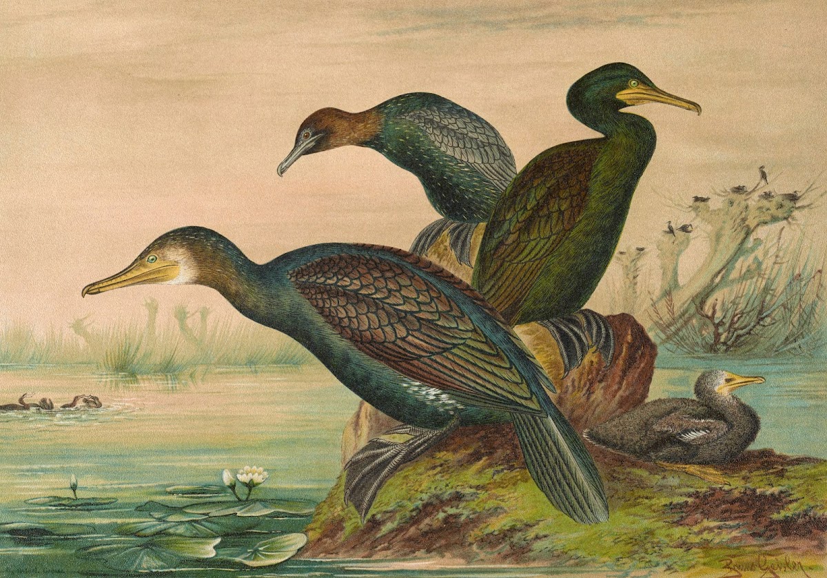 Phalacrocorax carbo Phalacrocorax graculus Phalacrocorax pygmaeus