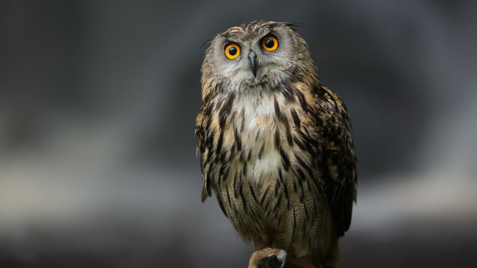 Owl Wallpaper