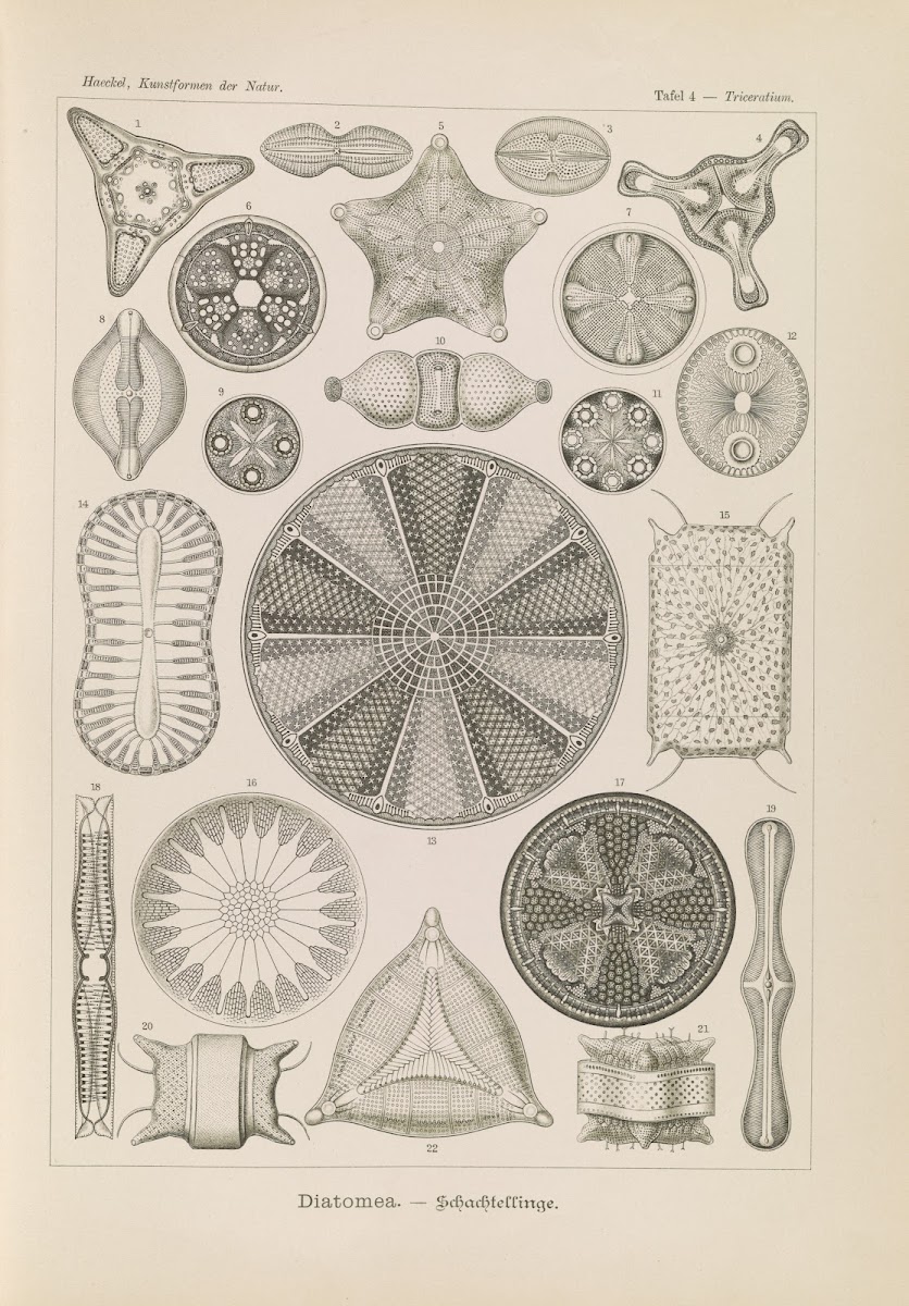 Diatomea  Schachtellinge 1904