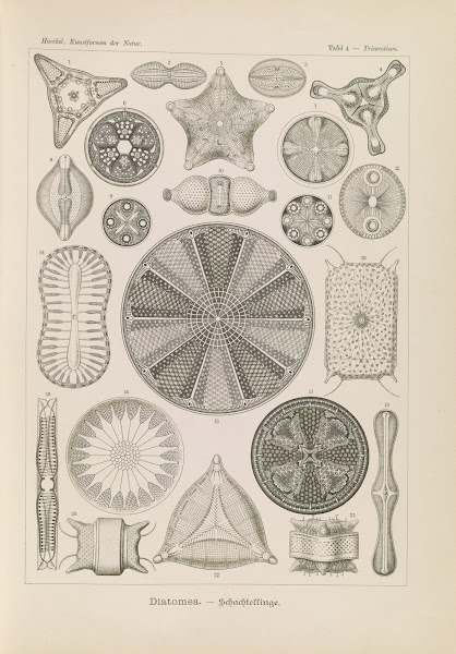 Diatomea  Schachtellinge 1904