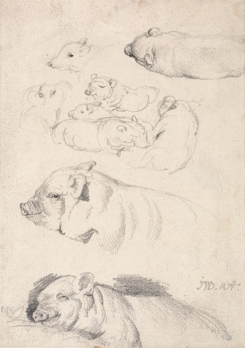 Studies of Pigs