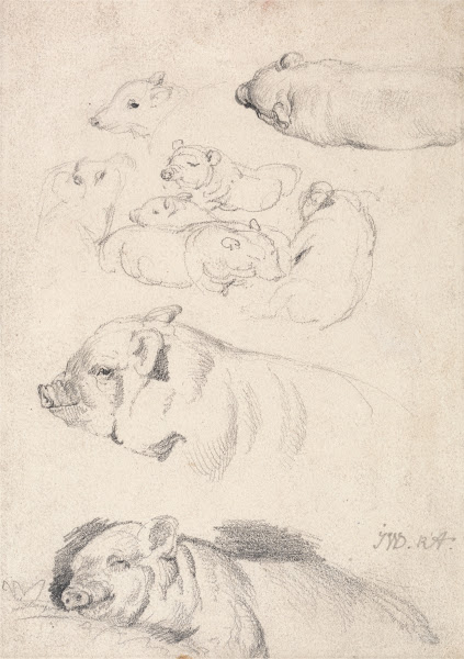 Studies of Pigs