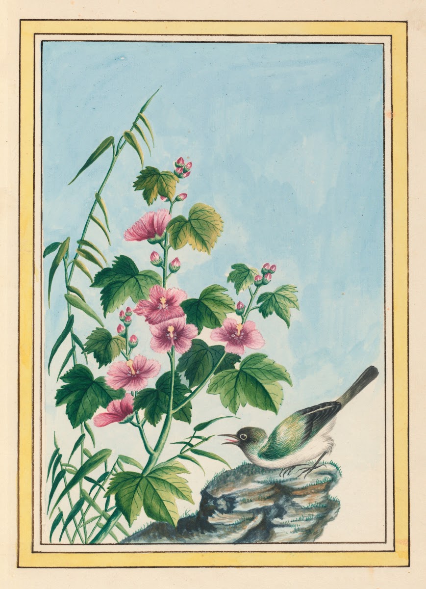 Plantes de Chine Pl019 1776