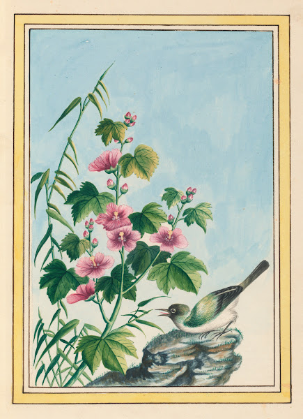 Plantes de Chine Pl019 1776