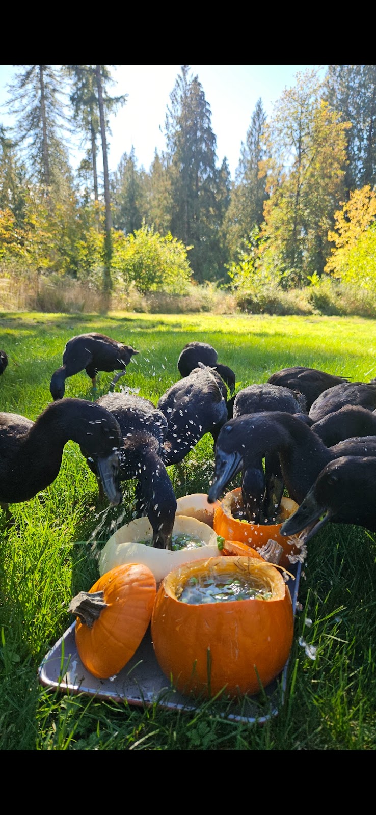 Black Runner Duckling