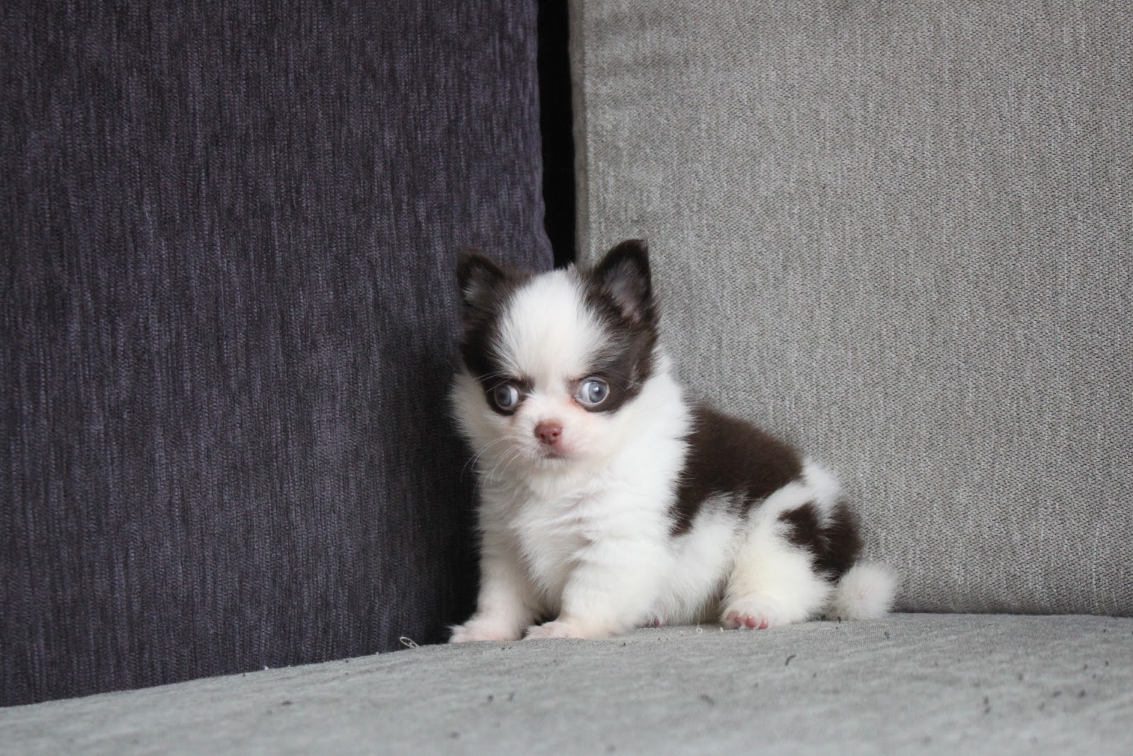 1/22出生 高端優質迷你長毛吉娃娃巧克力白花妹妹