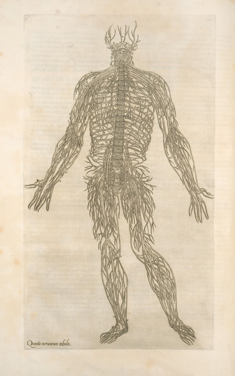 Quanta neruorum tabula Human Nervous system 1545