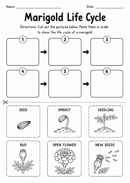 Marigold Life Cycle Worksheet