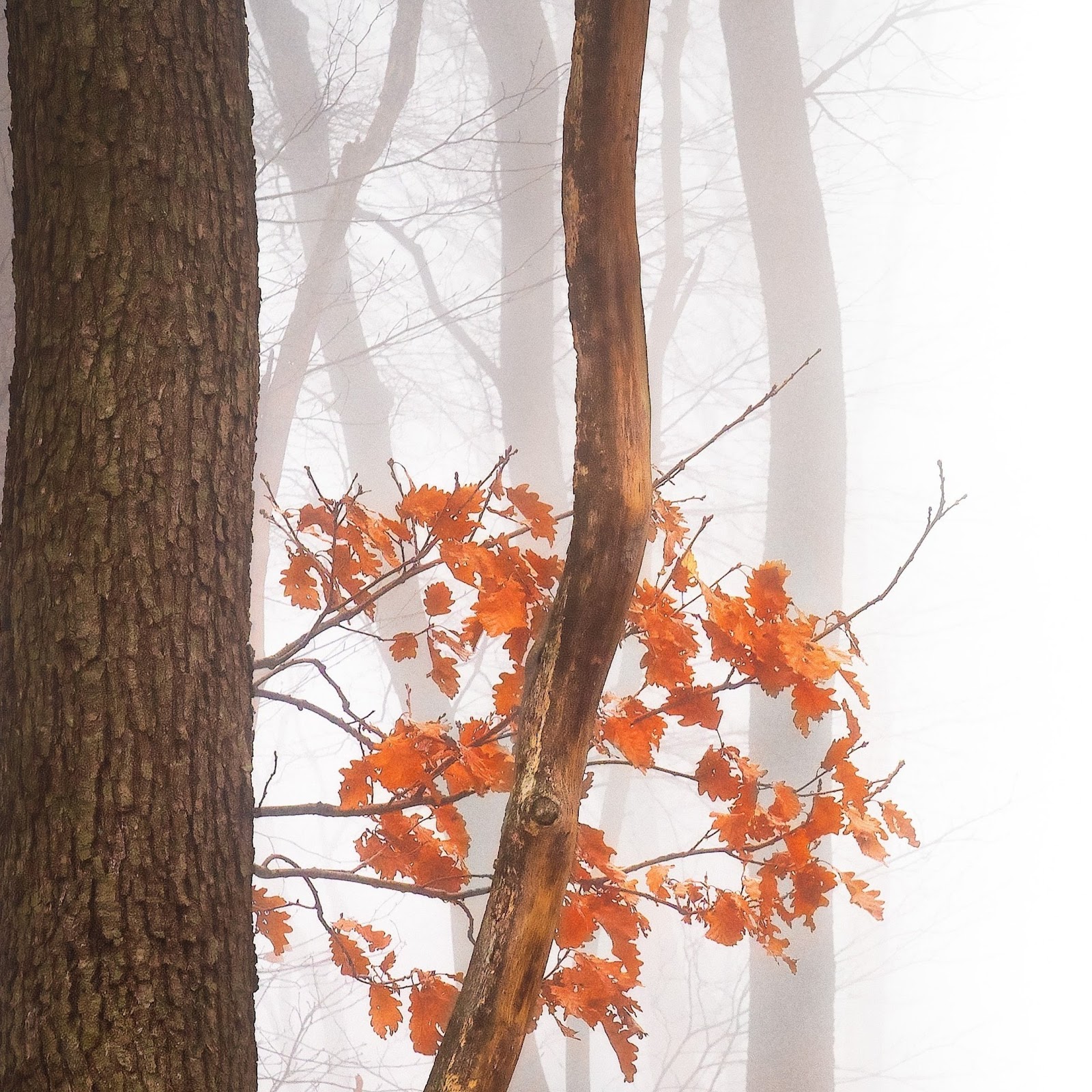 Download Autumn Leaves Fall 4K iPhone