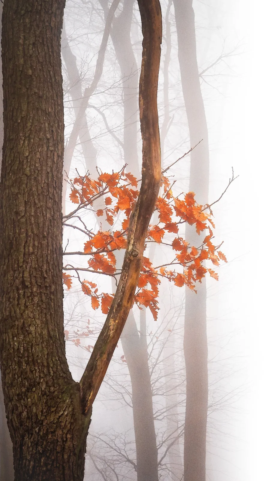 Autumn Leaves Fall 4K iPhone Wallpaper Background [2160x3840] Free Download