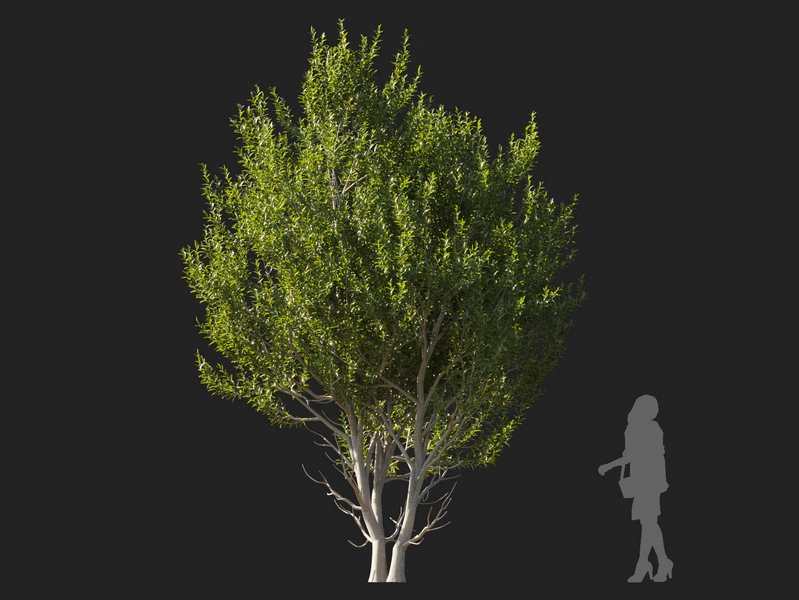 Maxtree - Plant Models Vol.127