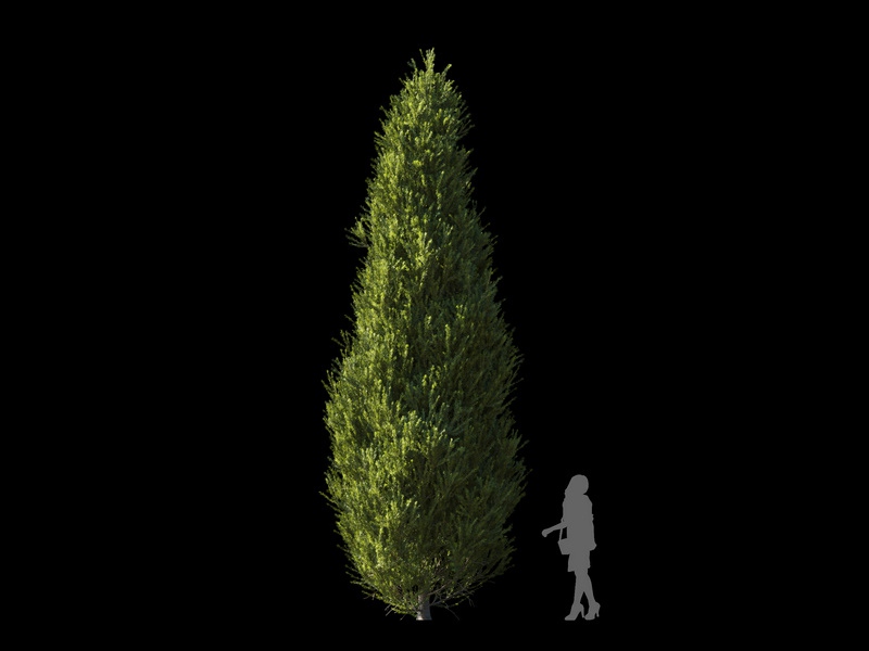 Maxtree - Plant Models Vol.120