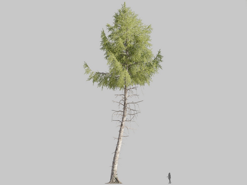 Maxtree - Plant Models Vol.126