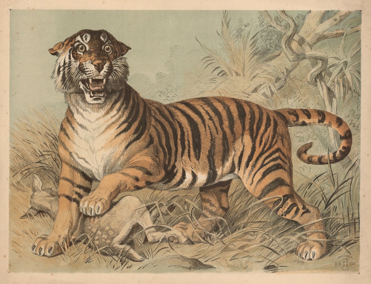 Tiger 1892
