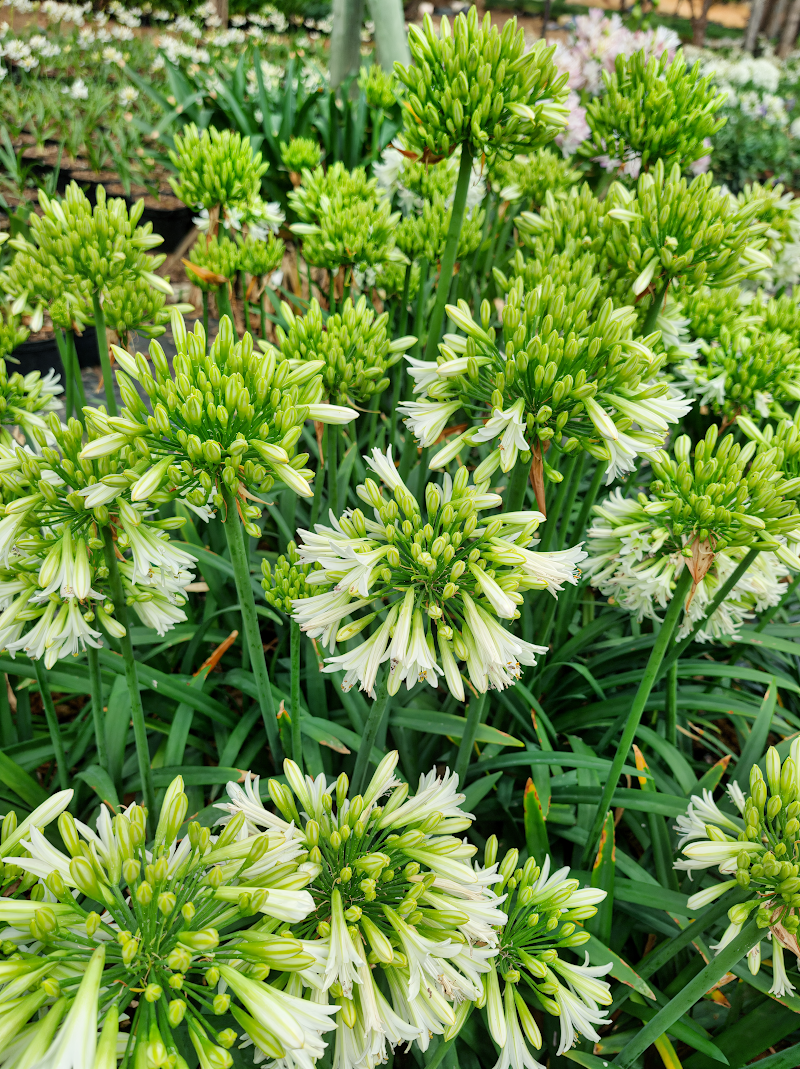 Agapanthus 'Emerald Ice' in piena fioritura con foglie variegate in giardino