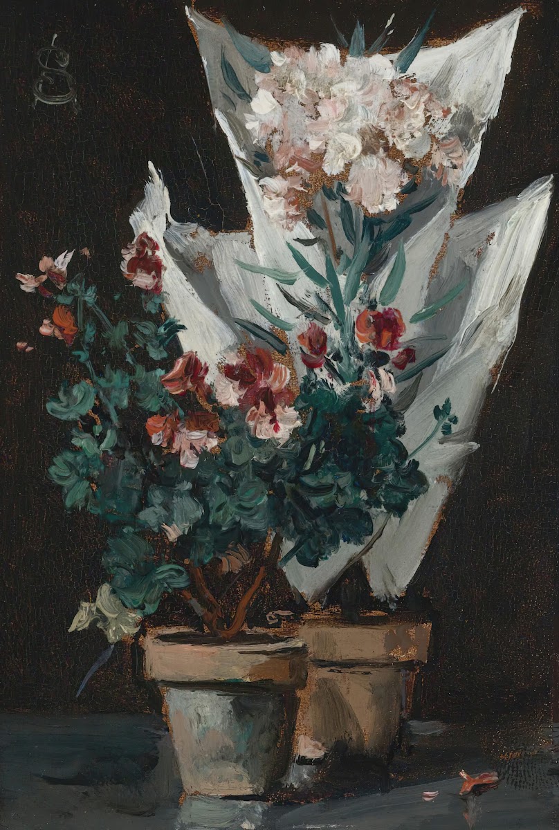 Still life with potted geraniums