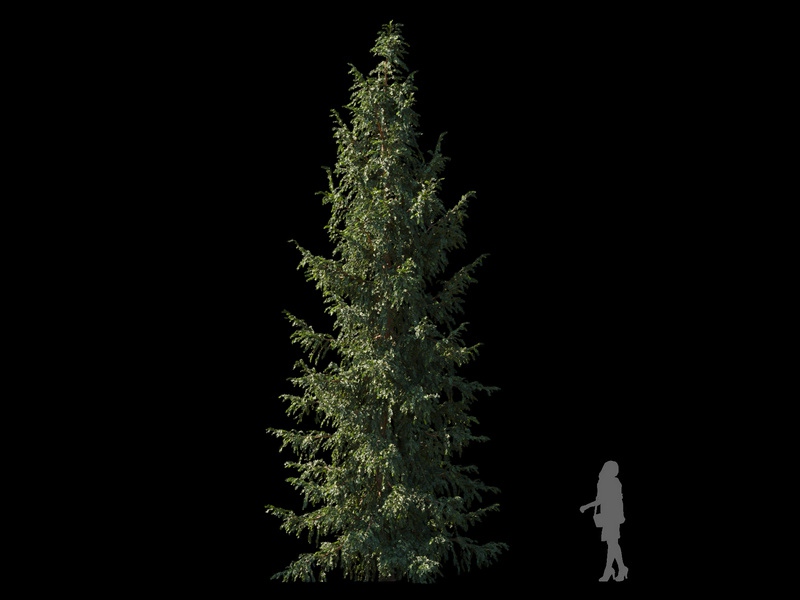Maxtree - Plant Models Vol.120