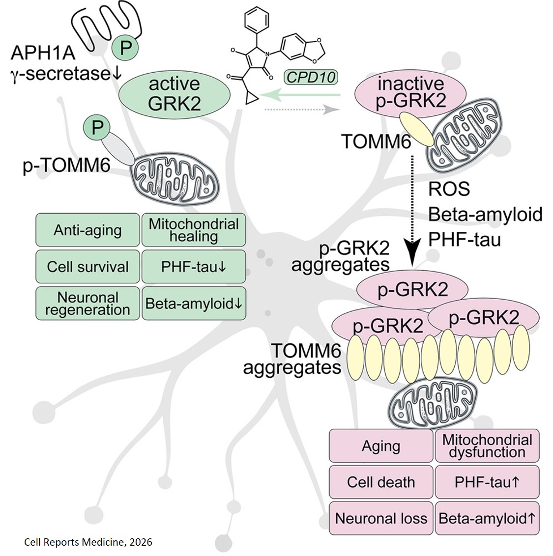 Role of GRK2 in Alzheimer disease 
