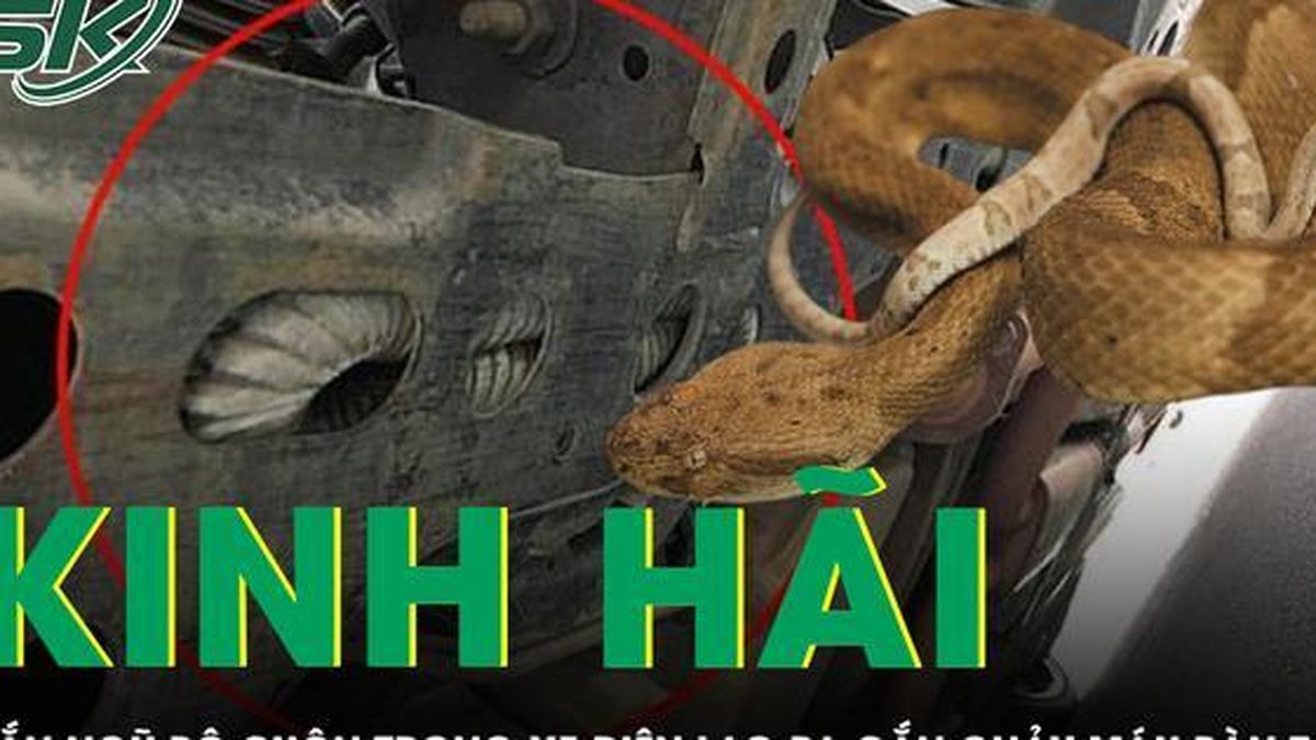 Người đàn ông bị rắn ngũ bộ cuộn trong xe điện lao ra cắn chảy máu bàn tay - Báo Sức Khỏe &amp; Đời Sống