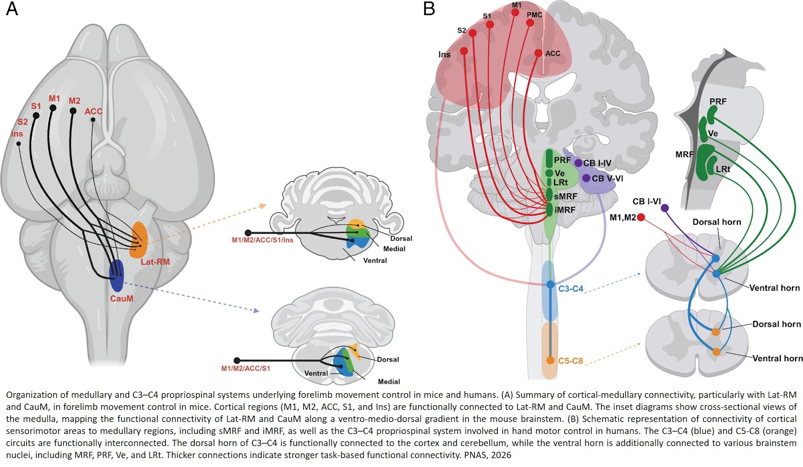 Medullary and C3–C4 propriospinal pathways underlying mammalian forelimb movement control