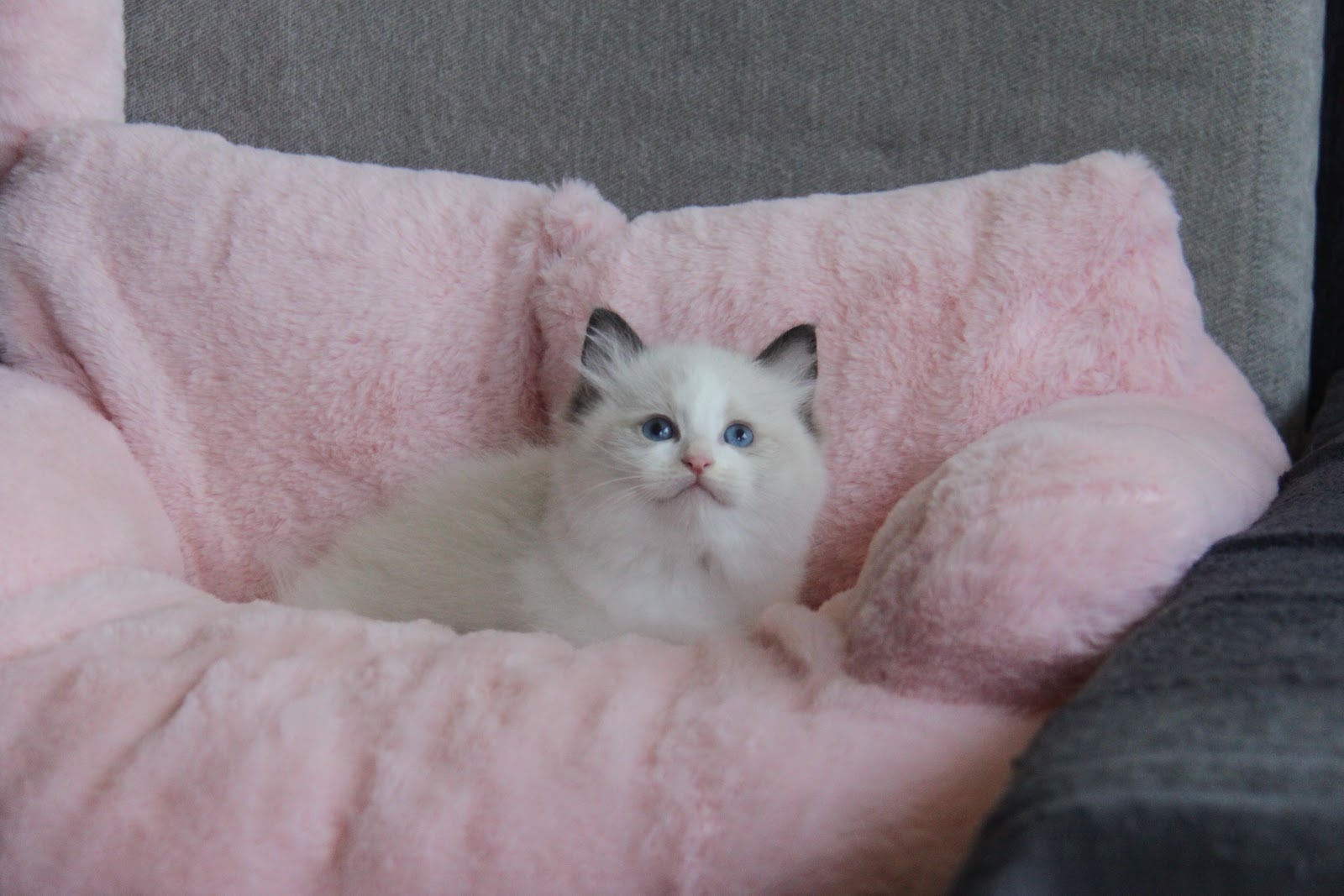 12/20出生 1號高端優質海雙布偶貓弟弟