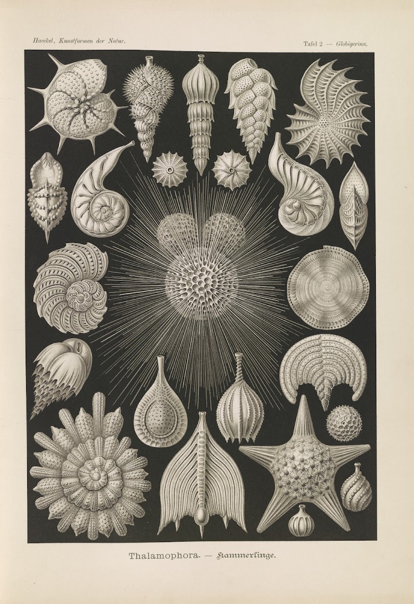 Thalamophora  Kammerlinge 1904