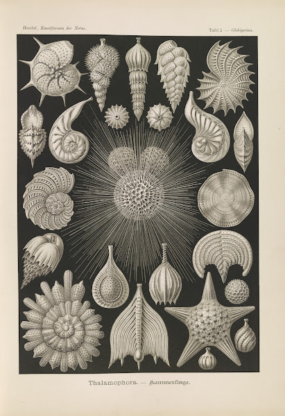 Thalamophora  Kammerlinge 1904