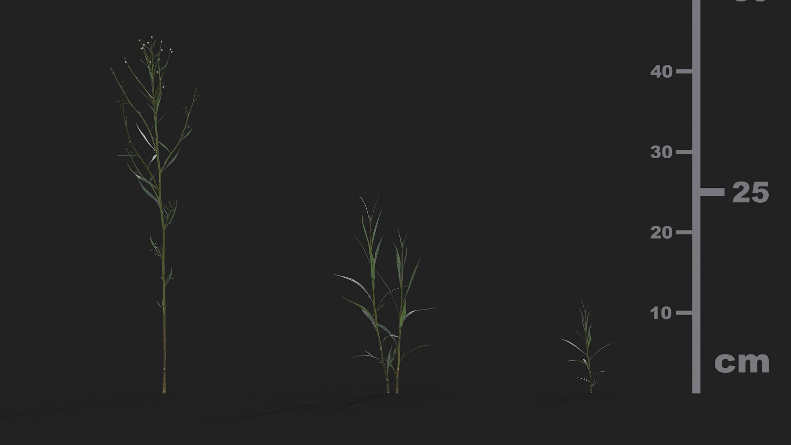 Maxtree - Plant Models Vol.21