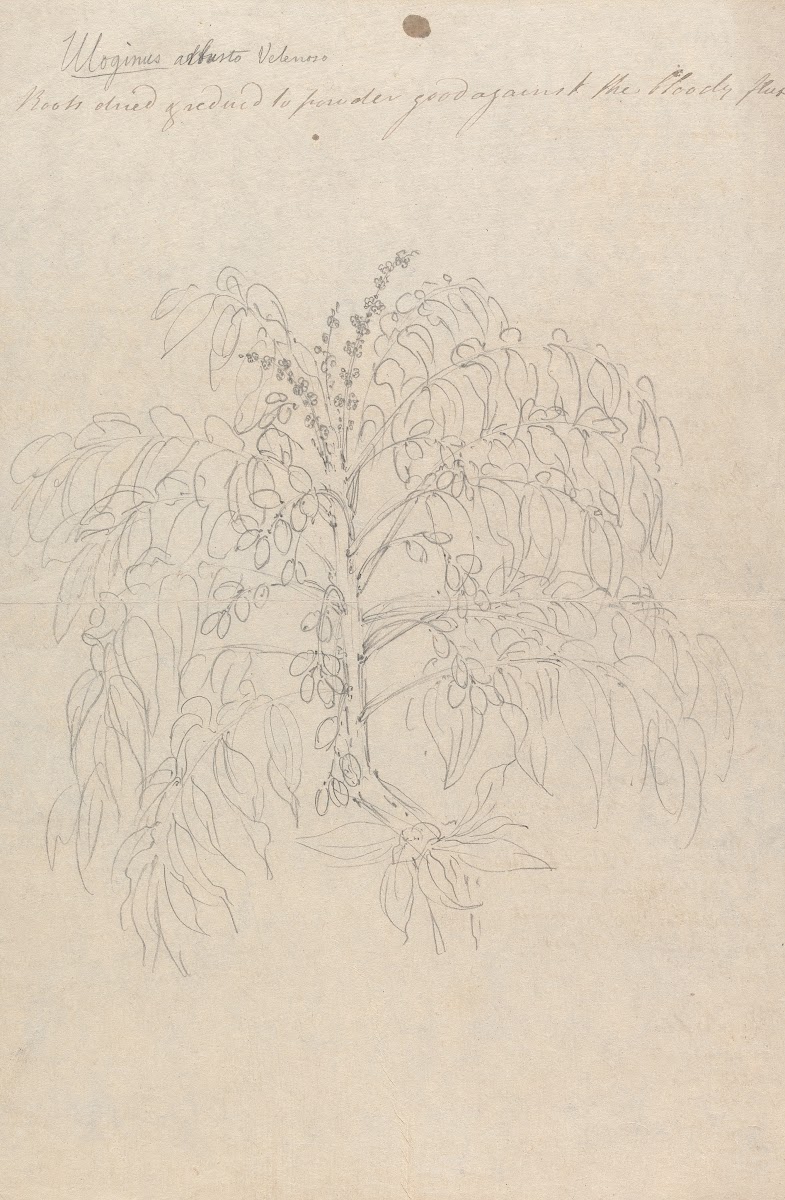 Brucea antidysenterica