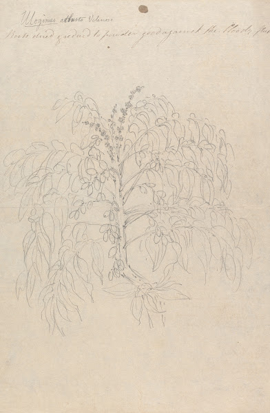 Brucea antidysenterica