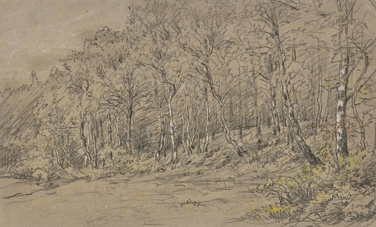 Birch trees at the edge of the forest