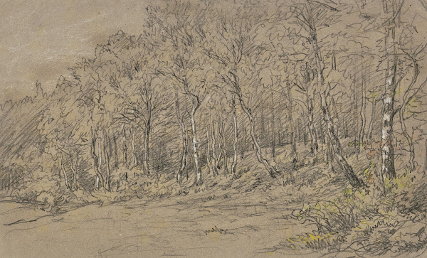 Birch trees at the edge of the forest