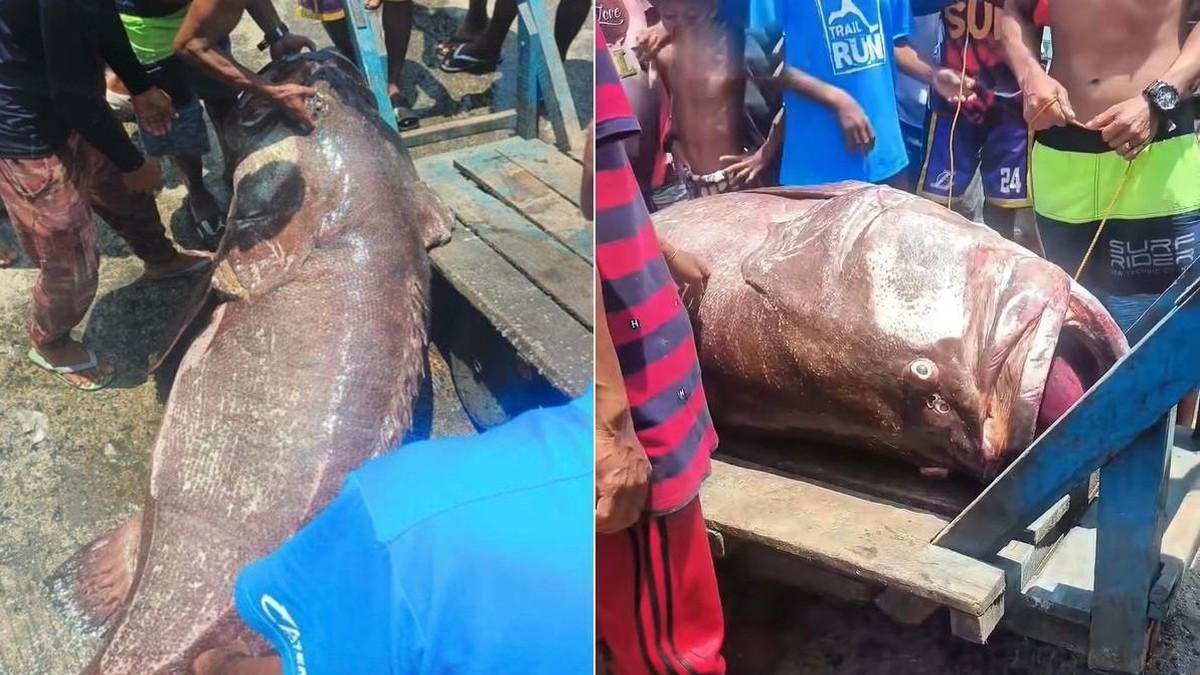 Ngư dân câu được cá mú khổng lồ nặng 100kg trên biển - Tạp chí Người Đưa Tin