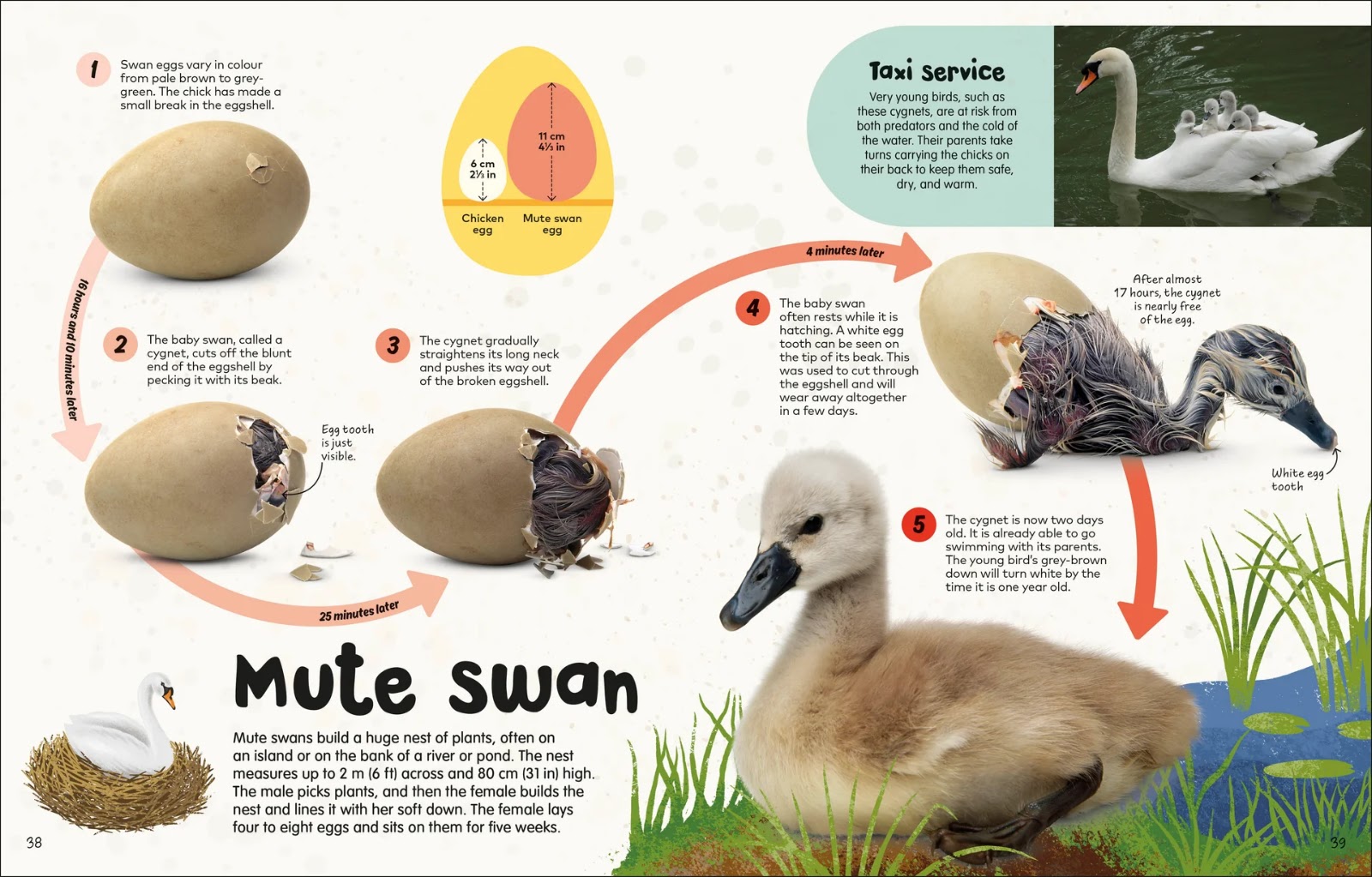 The Egg Book — gambar 3